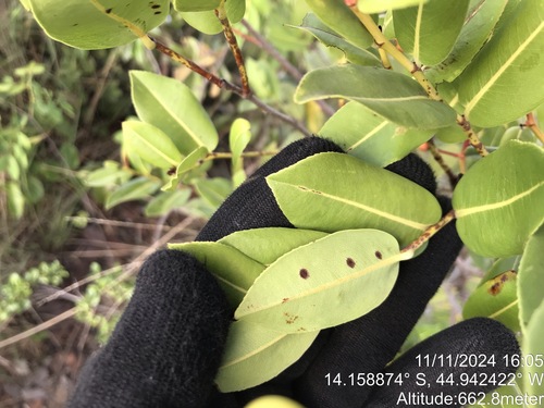 Ouratea parvifolia (Ouratea parvifolia)