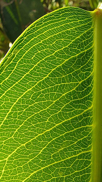 Ouratea suaveolens: Ouratea suaveolens Engl.