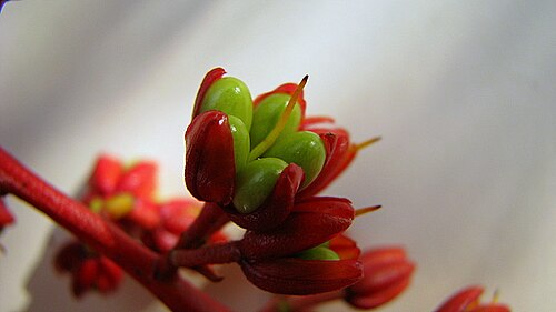 Ouratea suaveolens: Ouratea suaveolens Engl.