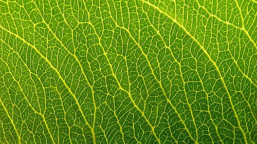Ouratea suaveolens: Ouratea suaveolens Engl.