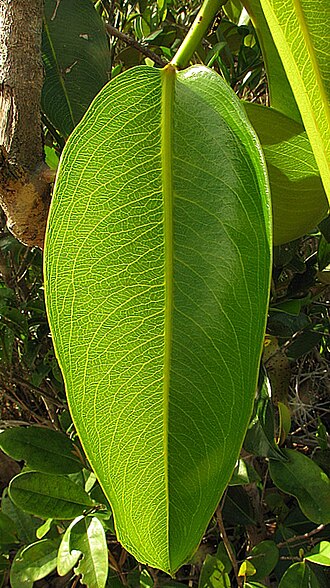 Ouratea suaveolens: Ouratea suaveolens Engl.