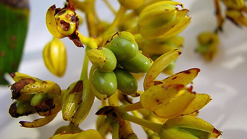 Ouratea suaveolens: Ouratea suaveolens Engl.