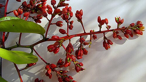 Ouratea suaveolens: Ouratea suaveolens Engl.