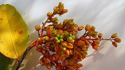 Ouratea suaveolens: Ouratea suaveolens Engl.