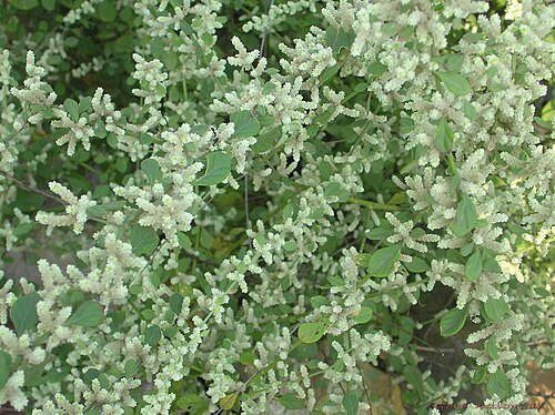 Aerva: Family: Amaranthaceae Distribution: A common weed in waste places, Distributed in tropics and subtropics of the world. 30-80cm tall erect tomentose herbs. Leave