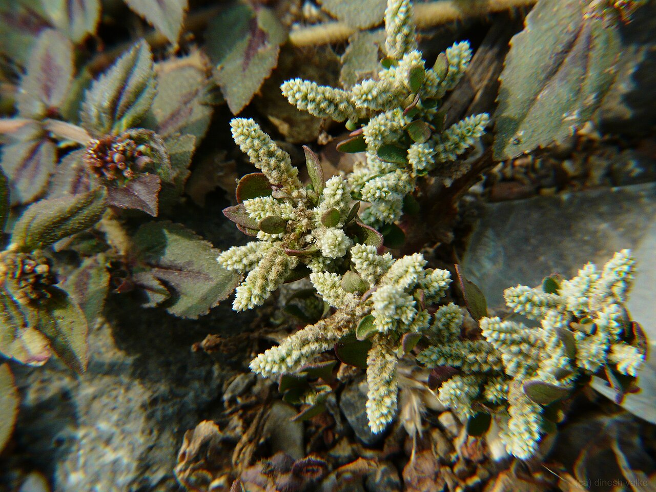 Aerva: Amaranthaceae (amaranth family) » Aerva lanata AY-er-va -- Latinized form of the Arabic name for this plant la-NA-tuh -- meaning, woolly commonly known as : mou