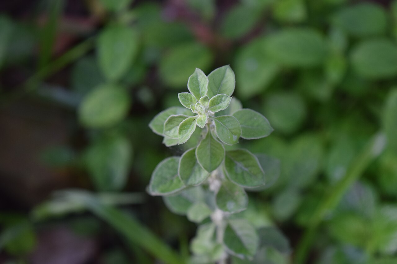 Aerva: Aerva lanata From Kerala.
