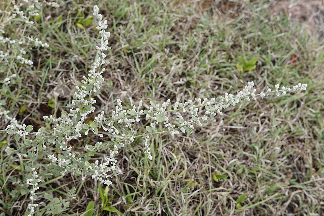 Aerva: Aerva lanata
