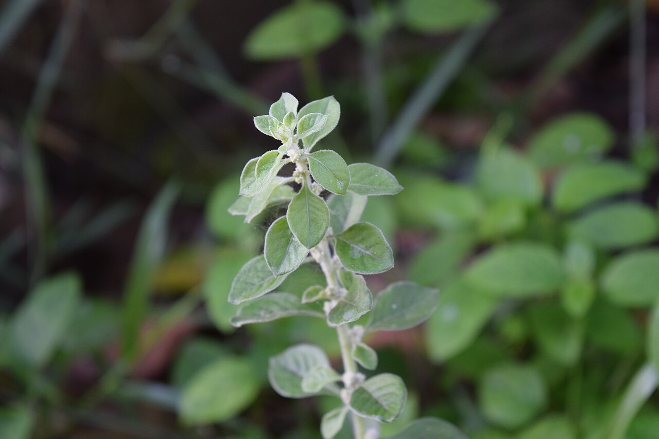 Aerva: Aerva lanata From Kerala.
