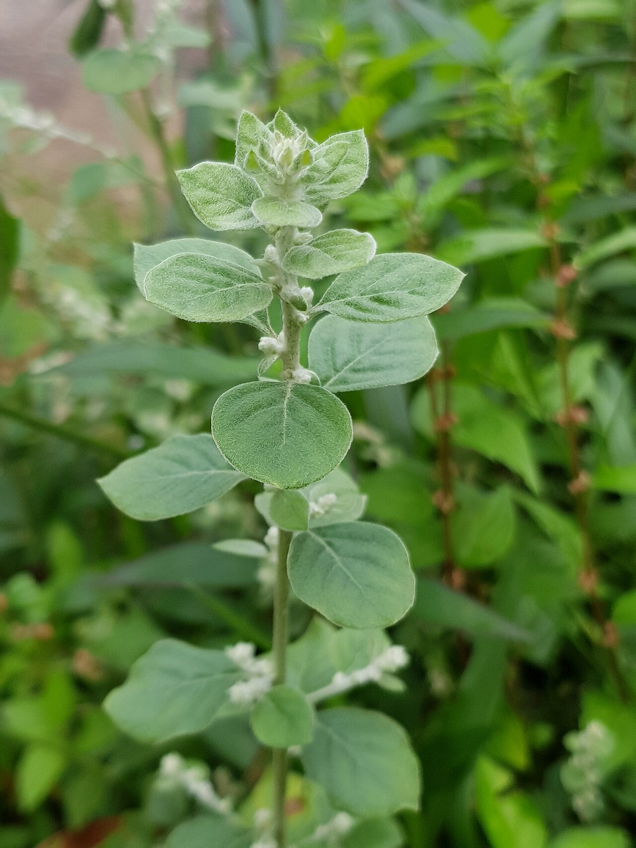 Aerva: Aerva lanata (mountain knotgrass) is a woody, prostrate or succulent, perennial herb in the Amaranthaceae family of the genus Aerva, native to Asia, Africa.