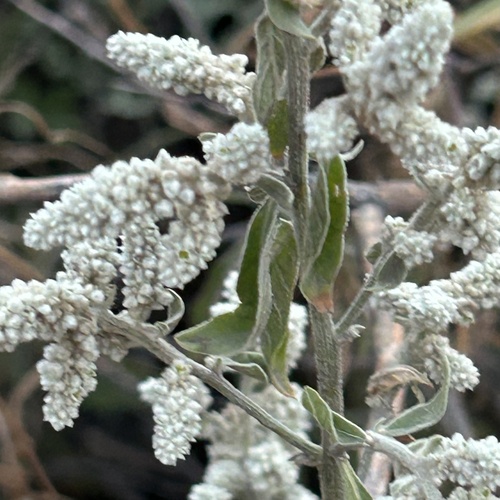 Ouret leucura (Ouret leucura)