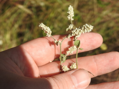 Ouret leucura (Ouret leucura)