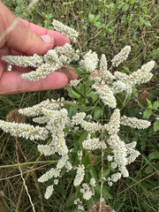 Ouret leucura (Ouret leucura)