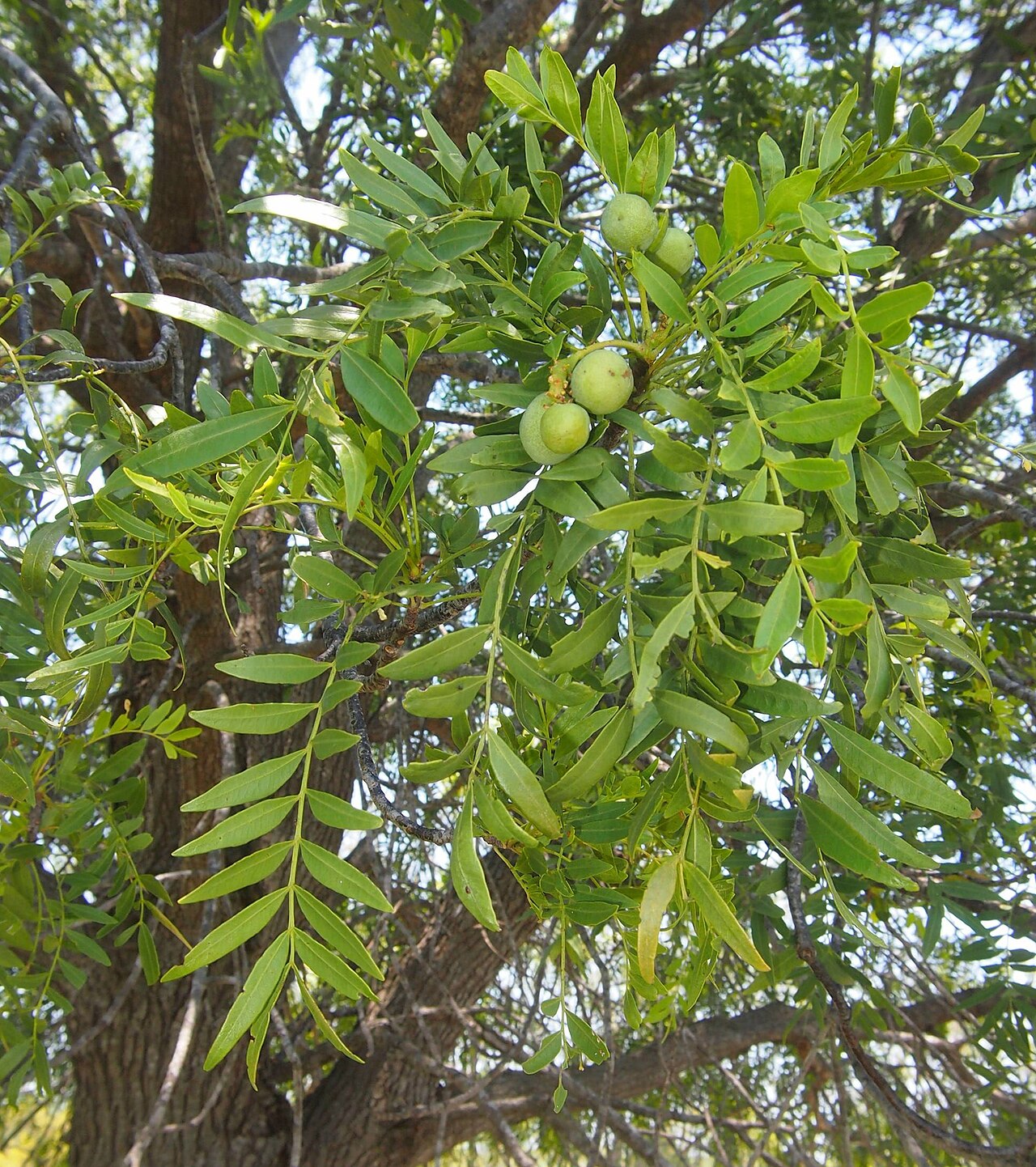 Owenia acidula: Owenia acidula foliage and fruit