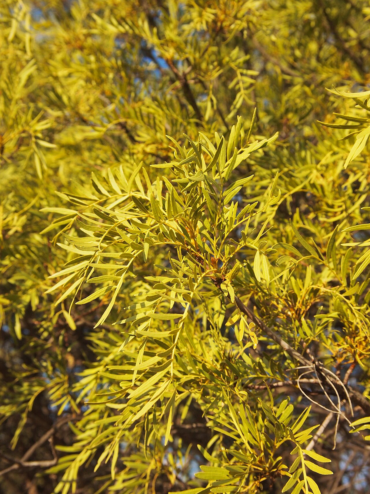 Owenia acidula: Owenia acidula leaves