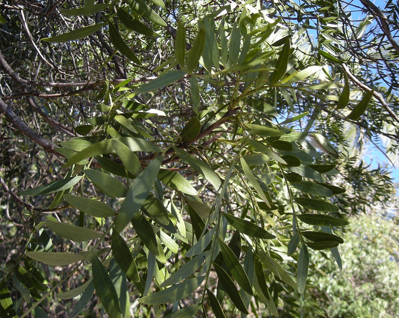 Owenia acidula: Owenia acidula foliage. Softwood scrub, coastal Central Queensland.
