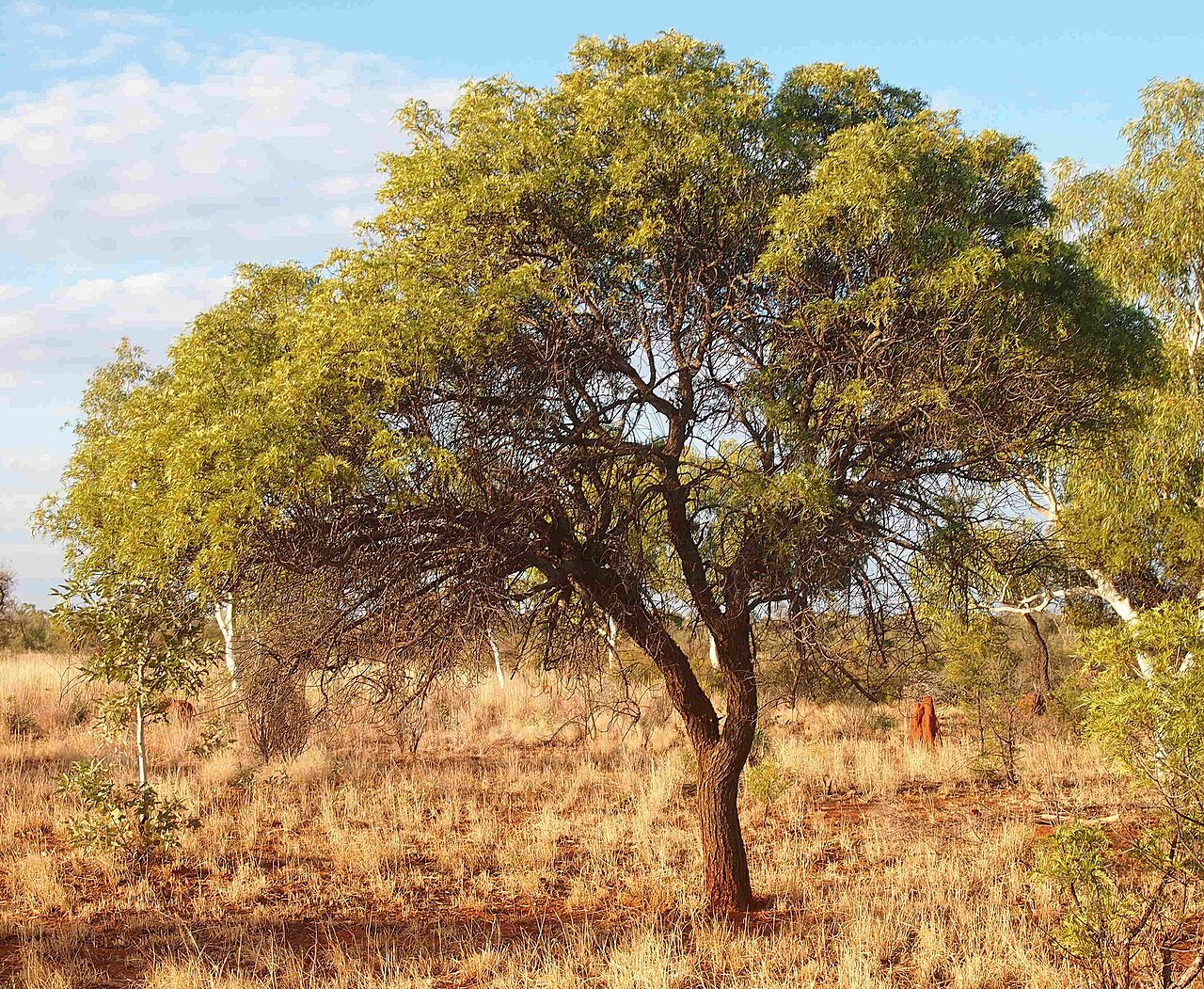 Owenia acidula: Owenia acidula habit