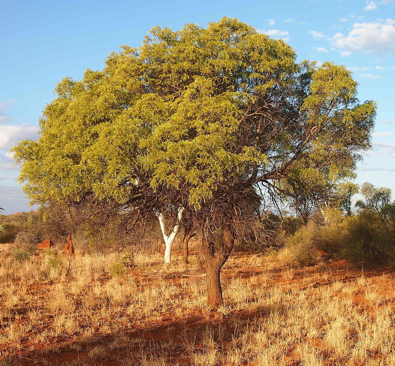 Owenia acidula: Owenia acidula habit