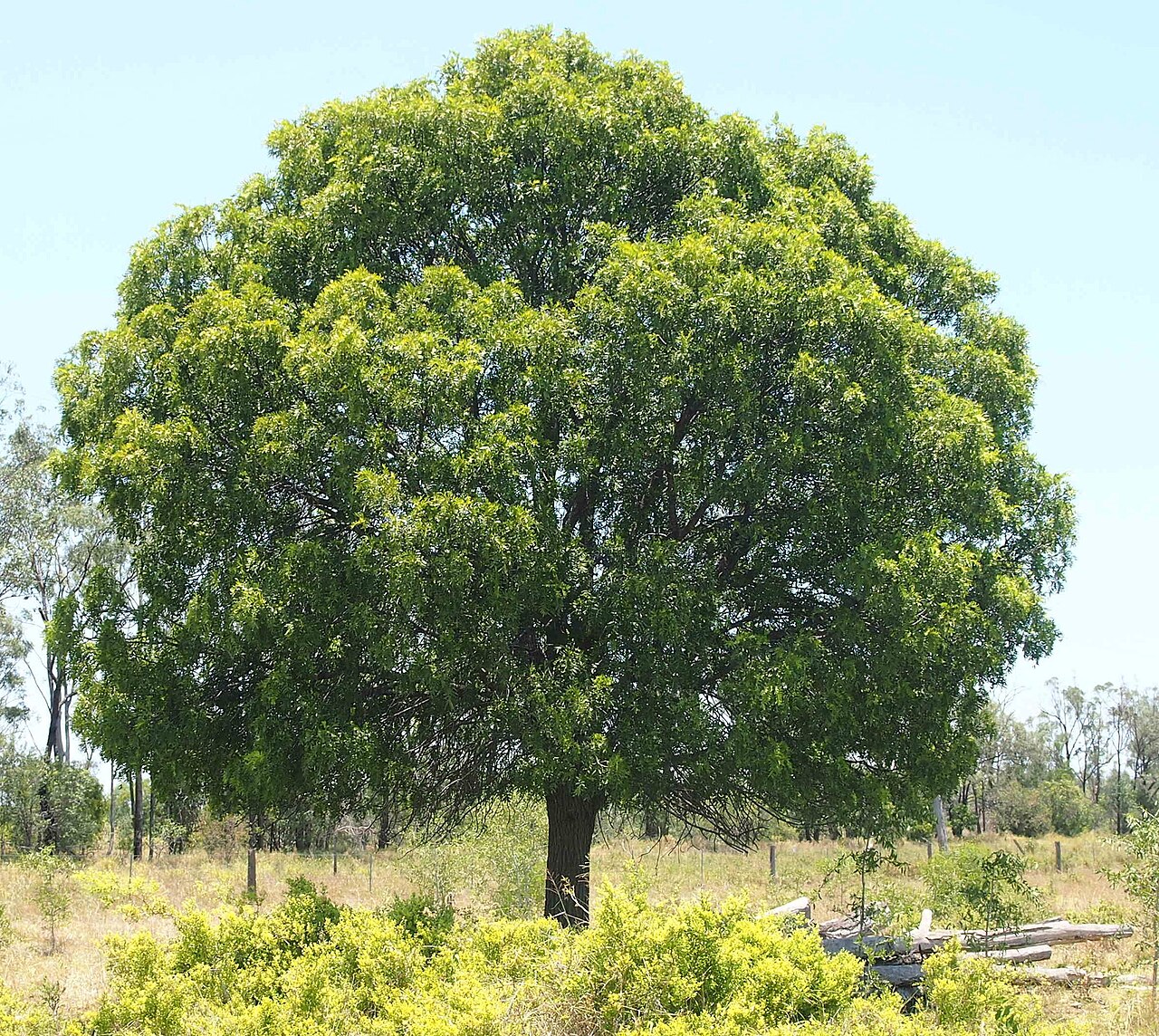 Owenia acidula: Owenia acidula