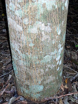 Owenia cepiodora: Owenia cepiodora at Coffs Harbour Botanic Garden