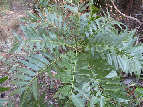 Owenia vernicosa (Owenia vernicosa)