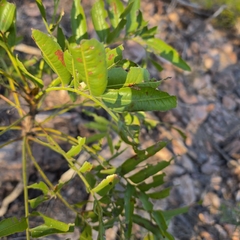 Owenia vernicosa (Owenia vernicosa)