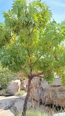Owenia vernicosa (Owenia vernicosa)