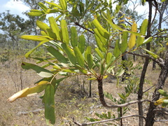 Owenia vernicosa (Owenia vernicosa)