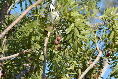 Owenia vernicosa (Owenia vernicosa)