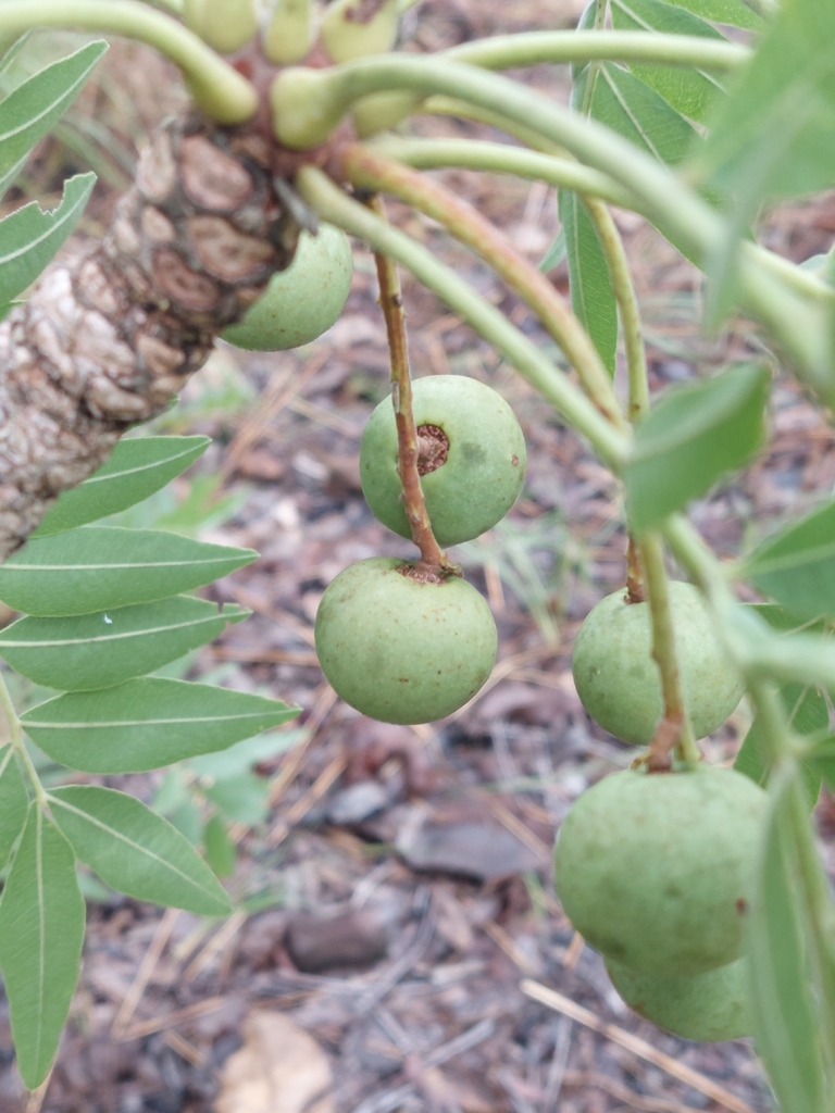 Owenia vernicosa (Owenia vernicosa)