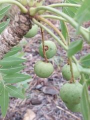 Owenia vernicosa (Owenia vernicosa)