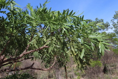 Owenia vernicosa (Owenia vernicosa)