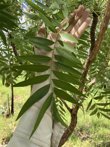 Owenia vernicosa (Owenia vernicosa)