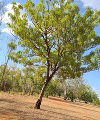 Owenia vernicosa (Owenia vernicosa)