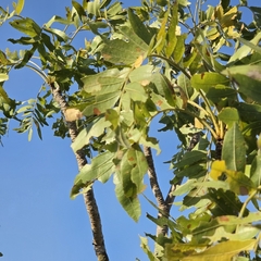 Owenia vernicosa (Owenia vernicosa)