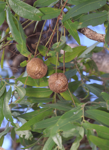 Owenia vernicosa (Owenia vernicosa)