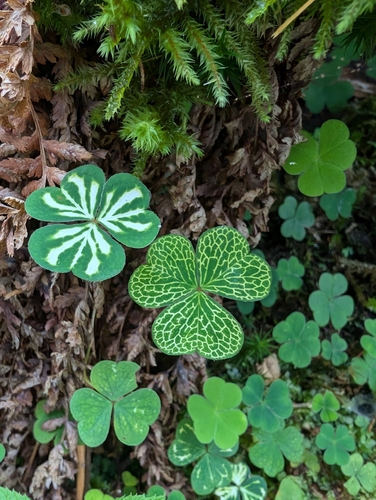 Wood-sorrel (Oxalis acetosella)