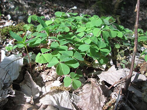 Wood-sorrel: Waldsauerklee ( Oxalis acetosella ) im Steinbachtal bei Saarbrücken