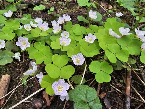 Wood-sorrel (Oxalis acetosella)