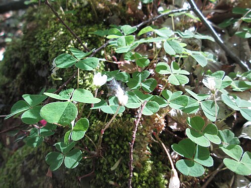 Wood-sorrel: Waldsauerklee ( Oxalis acetosella ) im Steinbachtal bei Saarbrücken