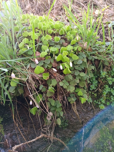 Wood-sorrel (Oxalis acetosella)