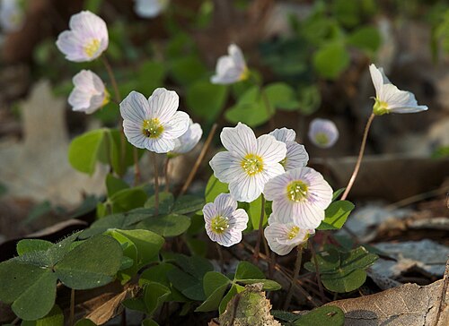 Wood-sorrel: Common Woodsorrel ( Oxalis acetosella ), Chemnitz, Germany