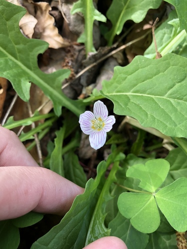 Wood-sorrel (Oxalis acetosella)