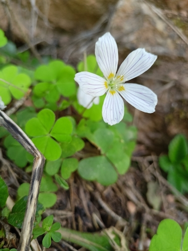Wood-sorrel (Oxalis acetosella)