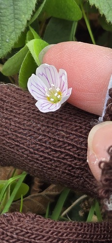 Wood-sorrel
