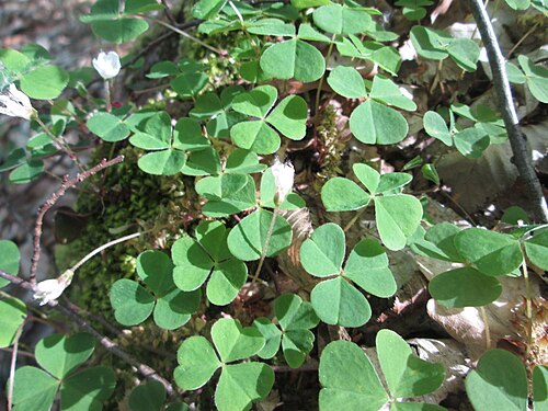Wood-sorrel: Waldsauerklee ( Oxalis acetosella ) im Steinbachtal bei Saarbrücken