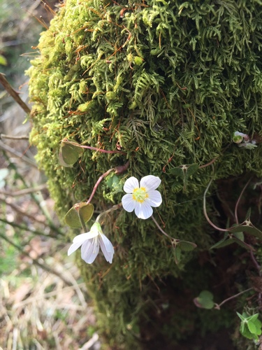 Wood-sorrel (Oxalis acetosella)