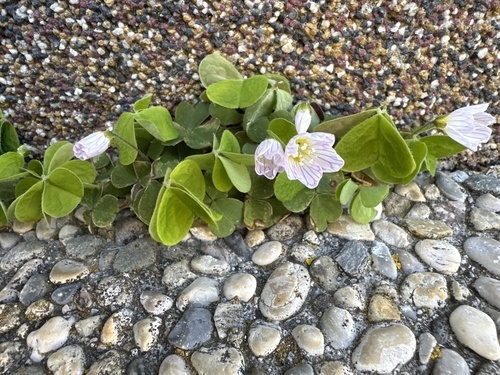 Wood-sorrel (Oxalis acetosella)