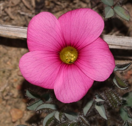 Oxalis adspersa (Oxalis adspersa)