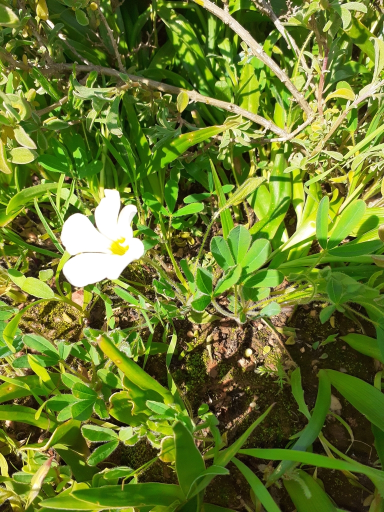 Oxalis adspersa (Oxalis adspersa)